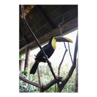 Foto Posto de Toucan