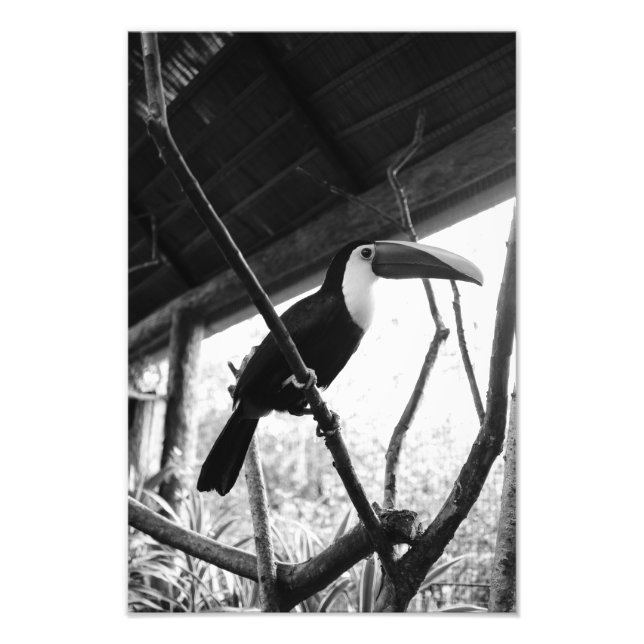 Foto Posto de Toucan (B&W) (Frente)
