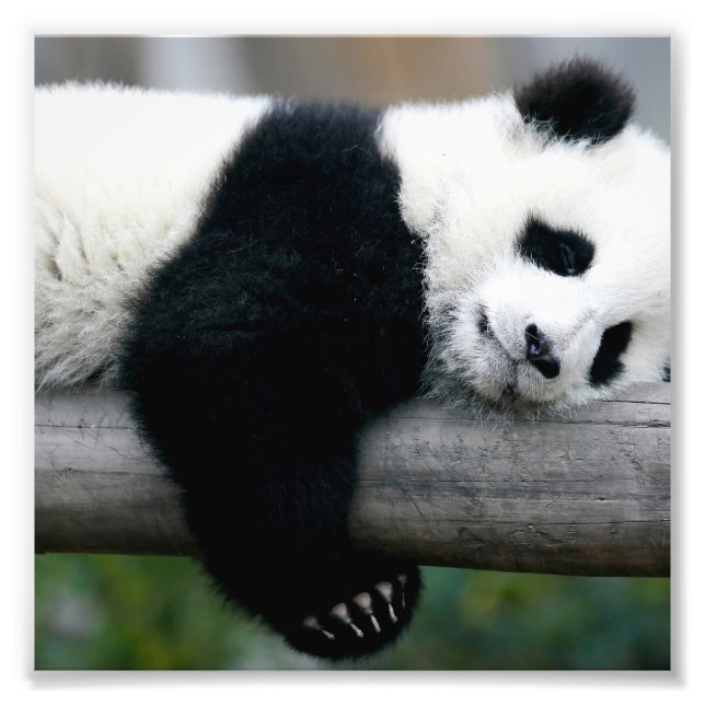 Foto Posto Panda Hugging (Frente)
