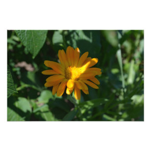 Foto Pote Laranja Marigold Flor Personalizado