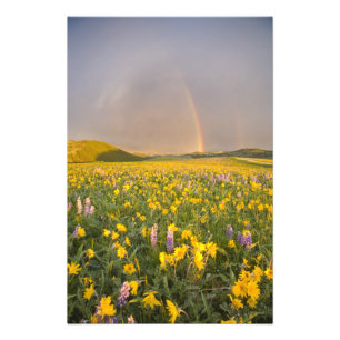 Foto Prado de flores silvestres espetacular ao nascer d