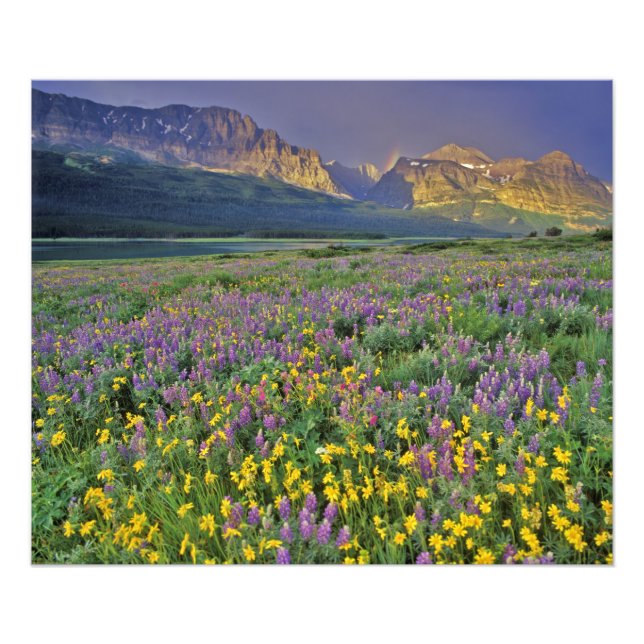 Foto Prado de flores silvestres no Many glacier (Frente)
