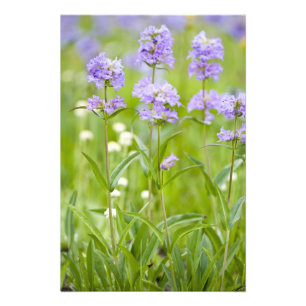Foto Prado de flores silvestres penstemon no