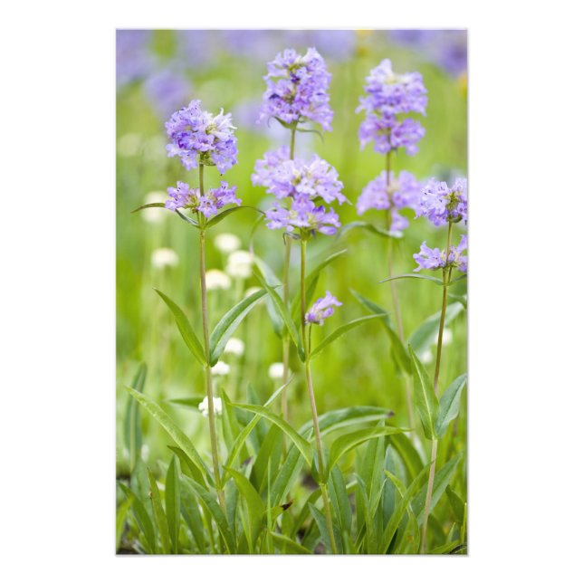 Foto Prado de flores silvestres penstemon no (Frente)