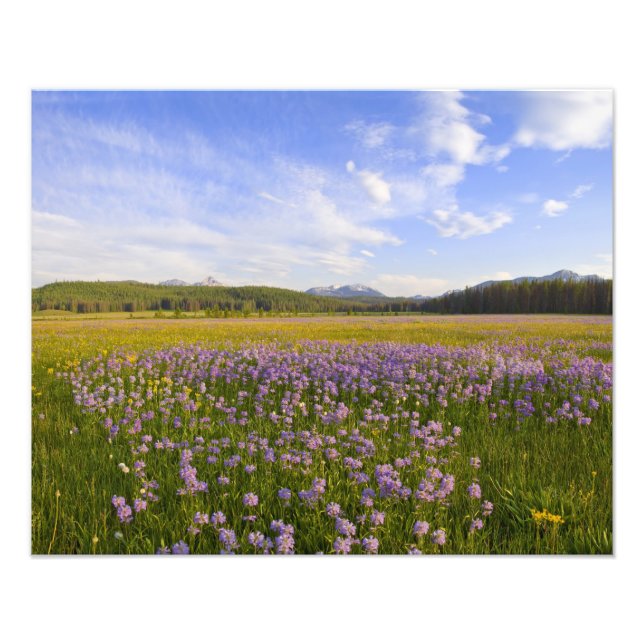 Foto Prado de flores silvestres penstemon no 2 (Frente)