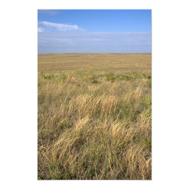 Foto Prado de pastagem a leste de Sidney, Nebraska. (Frente)
