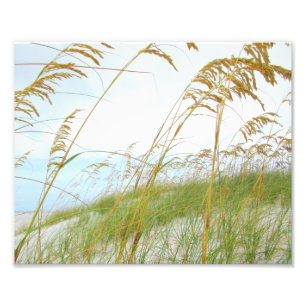 Foto Praia branca da areia da grama da duna