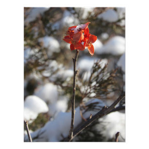 Foto "Prairie Blossom"