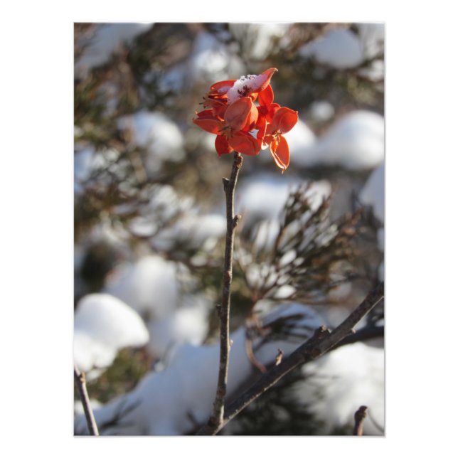 Foto Prairie Blossom (Frente)