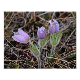 Foto Prairie Crocus