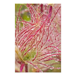 Foto Prairie Smoke na chuva em Theodore