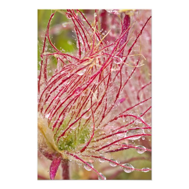 Foto Prairie Smoke na chuva em Theodore (Frente)