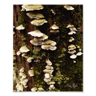 Foto Prateleiras Verdes