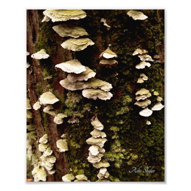 Foto Prateleiras Verdes (Frente)