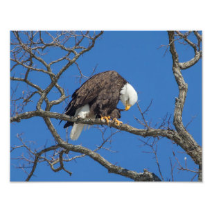 Foto Preening de Águia