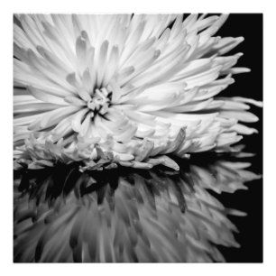 Foto preto e branco da flor