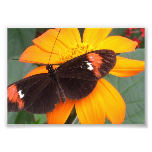 Foto preto e laranja (Frente)