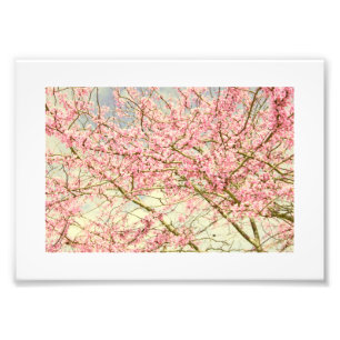 Foto Primavera Blossoms Vintage
