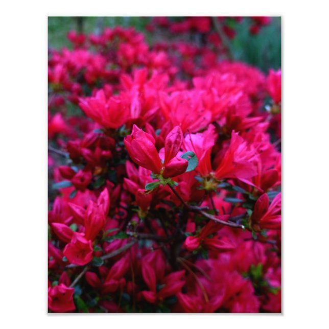 Foto "Primavera Boom" (Foto Impressão) (Frente)