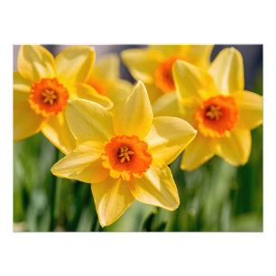 Foto Primavera Daffodilos