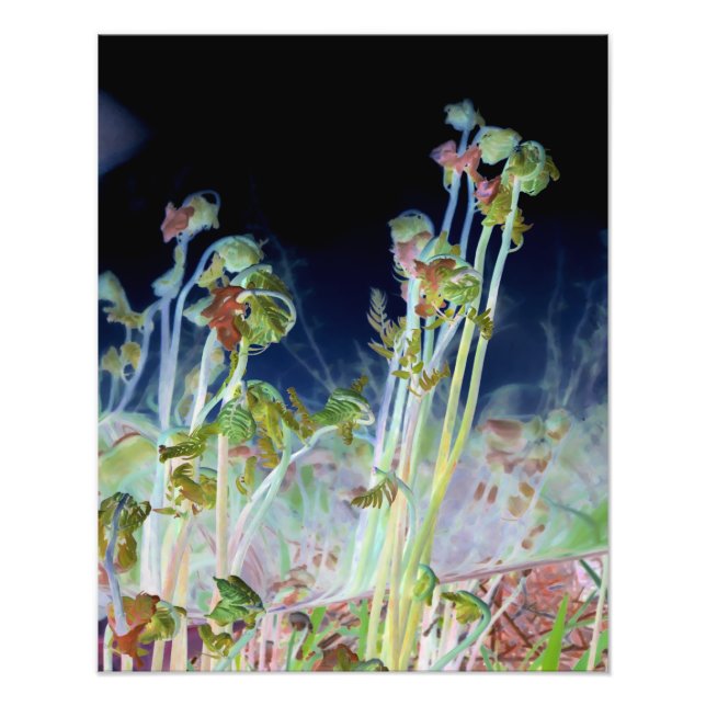 Foto "Primavera inicial" - Fiddlehead Ferns Digitalment (Frente)