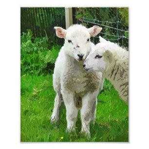 FOTO PRIMAVERA LAMBS