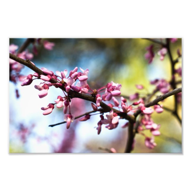 Foto Primavera Rhapsodia (Frente)