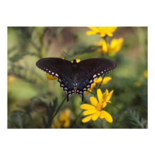 Foto Primavera Swallowtail