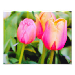FOTO PRIMAVERA TULIPS