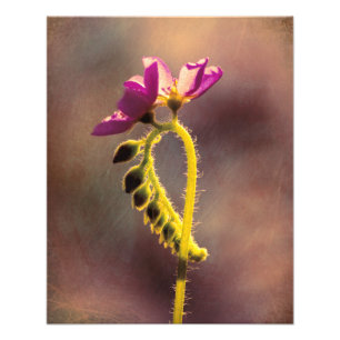 Foto Primeiro a Bloom