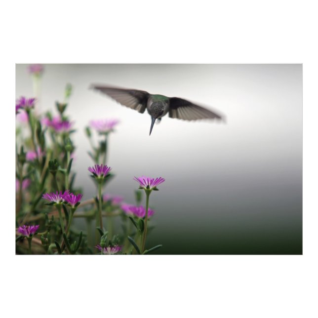 Foto Primeiro beija-flor (Frente)