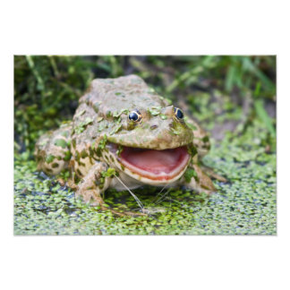 Foto Príncipe Rã Impressão