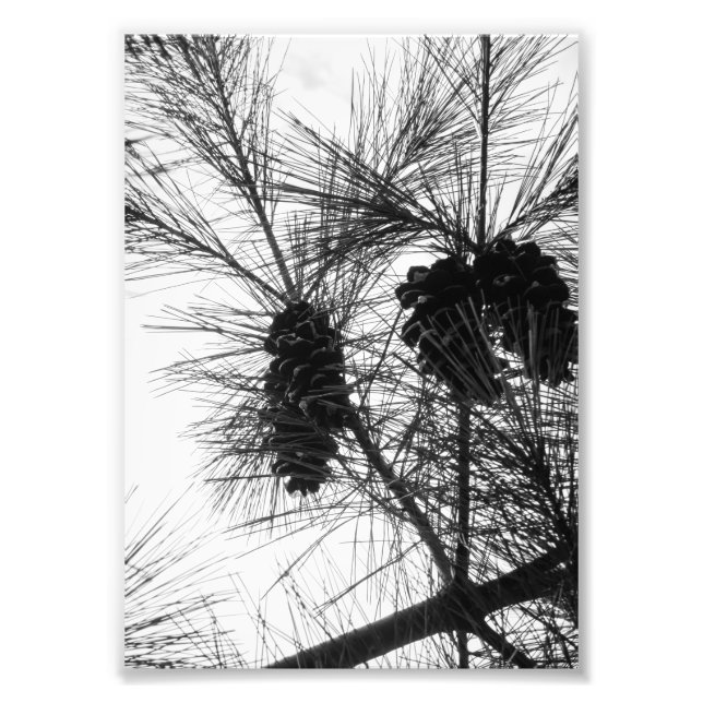 Foto Procurando (Frente)