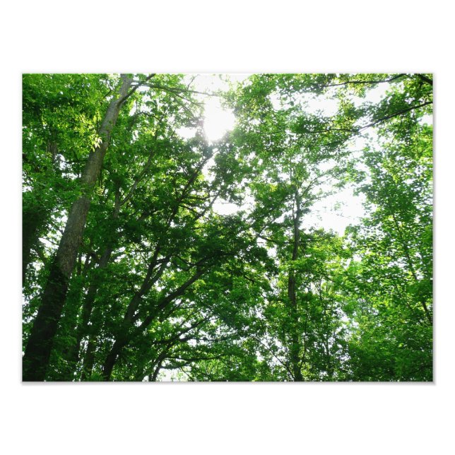 Foto Procurando Árvores de Verão (Frente)