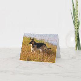 Foto produzida pura do german shepherd no cartão