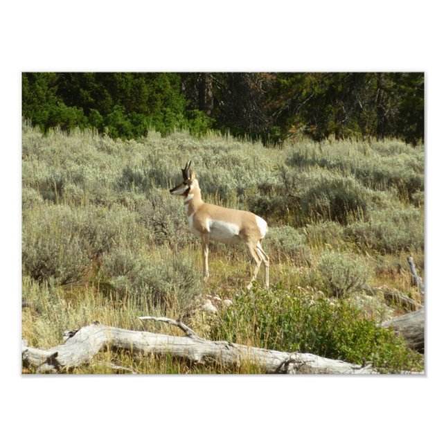 Foto Pronghorn no Grand Teton National Park (Frente)