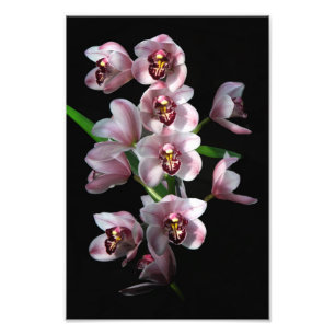 Foto Prurido Orquídea em preto