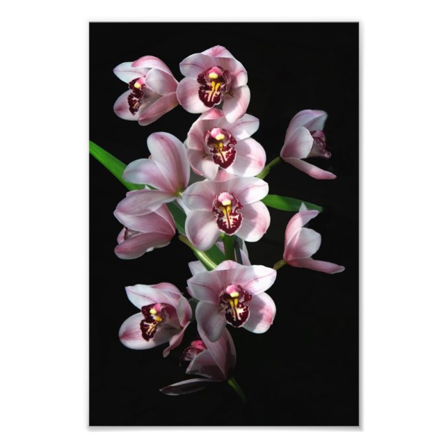 Foto Prurido Orquídea em preto (Frente)