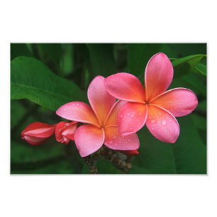 Foto Pua Melia Tropical Plumeria