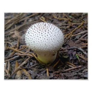 Foto Puffball de gem