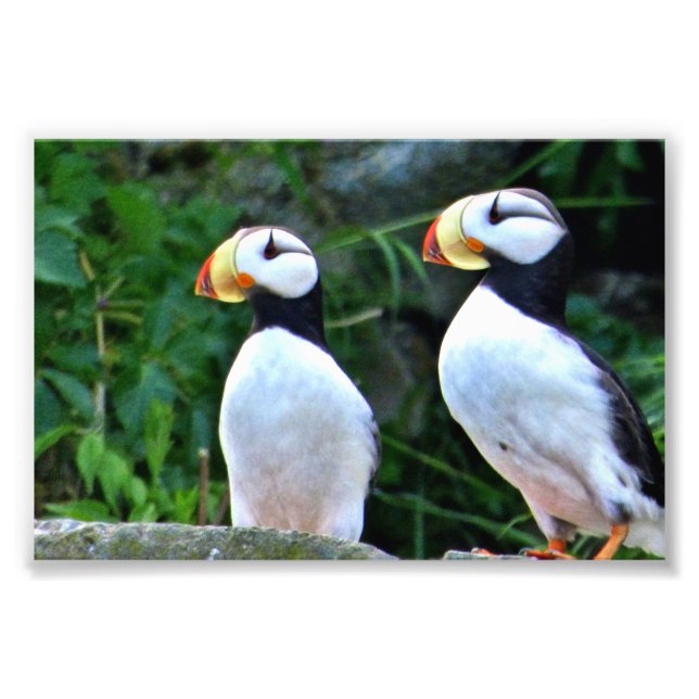 Foto Puffin fotográfico 6x4 (Frente)