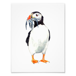 Foto Puffin Impressão