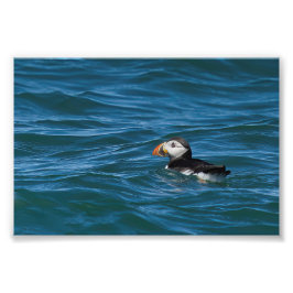 Foto Puffin no mar