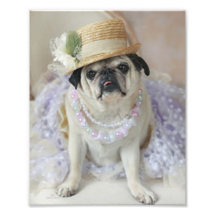 Foto Pug doce no impressão do chapéu de palha