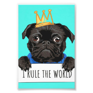 Foto Pug I Governar O Presente Mundial, Engraçado Dom