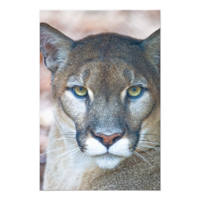 Foto Puma, leão-da-montanha, pantera-da-flórida, Puma (Frente)