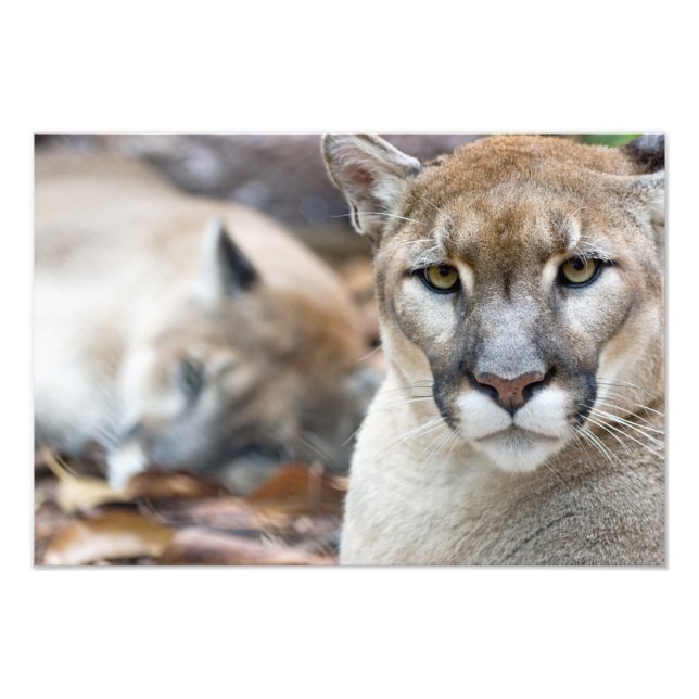 Foto Puma, leão-da-montanha, pantera-da-flórida, Puma (Frente)