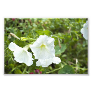 Foto Pureza no Brilho