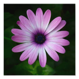 Foto Purple Daisy Photo Wallart