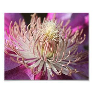 Foto Púrpura Clematis Closeup